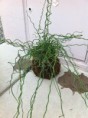 /products/kokedama-twister/